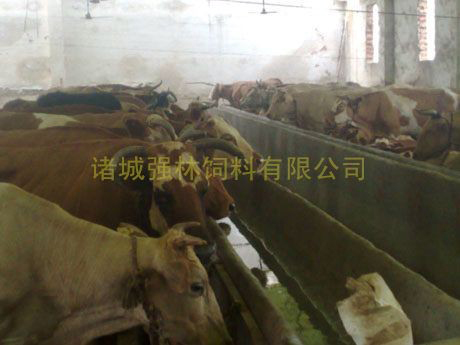 新購(gòu)育肥母牛